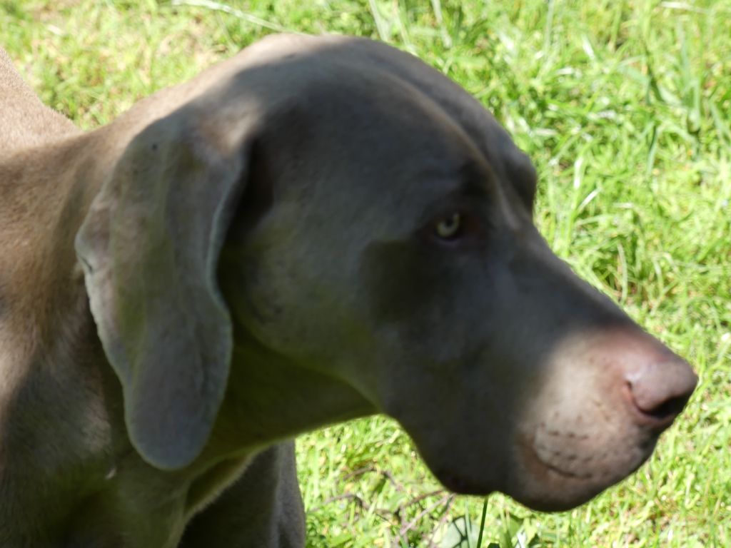 Narko Du Cercle De Léma