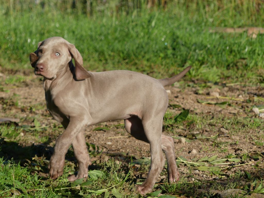 chiots